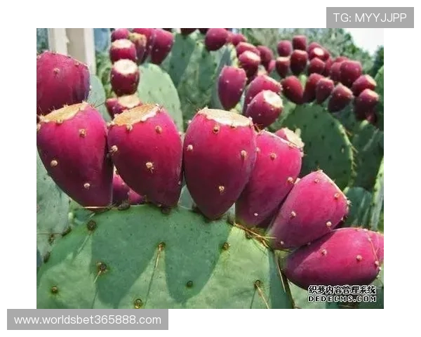 bet365中国大陆体育投注指南:热门赛事投注技巧与推荐方案